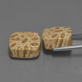 克拉天然珊瑚化石，垫形剪裁，不透明