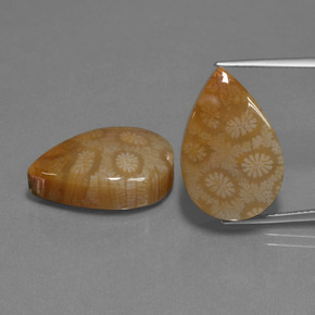 克拉天然珊瑚化石，梨形，不透明