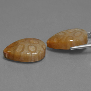 克拉天然珊瑚化石，梨形，不透明