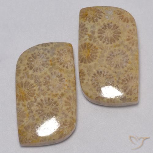 23.77克拉天然珊瑚化石，花式切割，不透明
