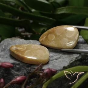 23.04克拉天然珊瑚化石，花式切割，不透明