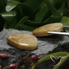 23.04克拉天然珊瑚化石，花式切割，不透明