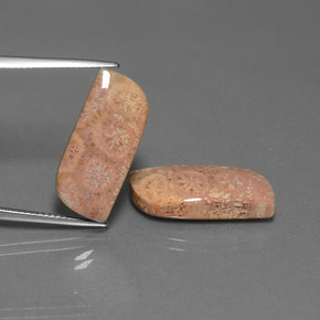 克拉天然珊瑚化石，异形，不透明