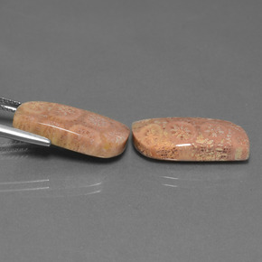 克拉天然珊瑚化石，异形，不透明