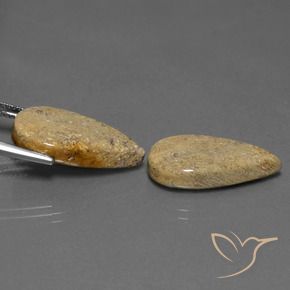 17.13克拉天然珊瑚化石，梨形，不透明