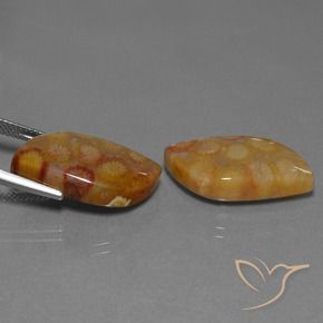 24.93克拉天然珊瑚化石，花式切割，不透明