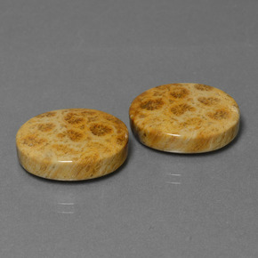 克拉天然化石珊瑚，椭圆形切割，不透明
