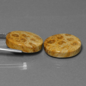 克拉天然化石珊瑚，椭圆形切割，不透明