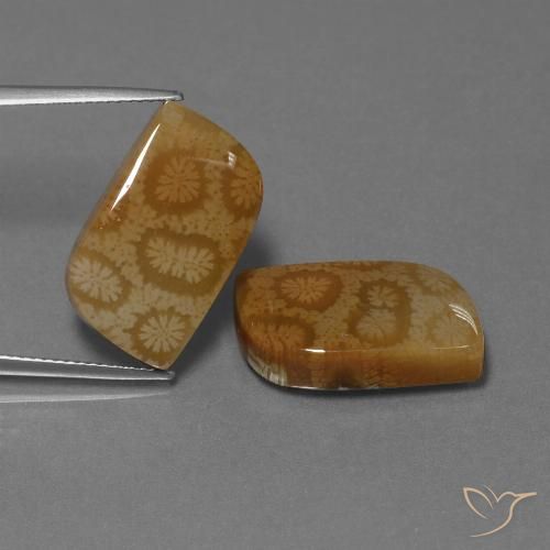 22.52ctw 天然 彩色 珊瑚化石, 花式切割, 不透明