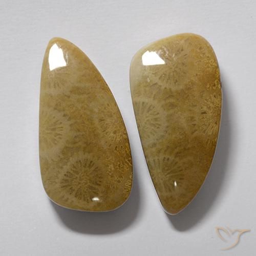 20.19克拉天然珊瑚化石，花式切割，不透明