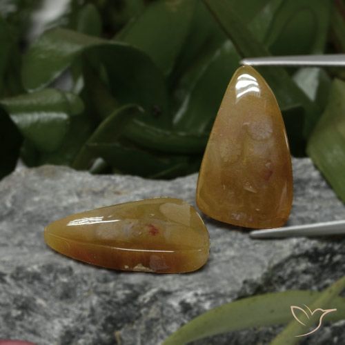 22.09ctw 天然 彩色 珊瑚化石, 花式切割, 不透明
