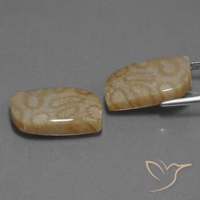 25.76克拉天然珊瑚化石，花式切割，不透明
