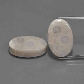 克拉天然珊瑚化石，椭圆形切割，不透明