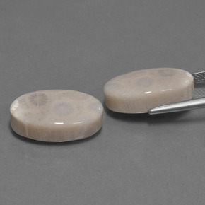 克拉天然珊瑚化石，椭圆形切割，不透明