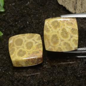 22.09克拉天然珊瑚化石，正方形，不透明