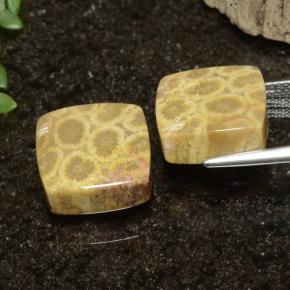 22.09克拉天然珊瑚化石，正方形，不透明