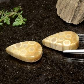 28.50克拉天然珊瑚化石，梨形，不透明