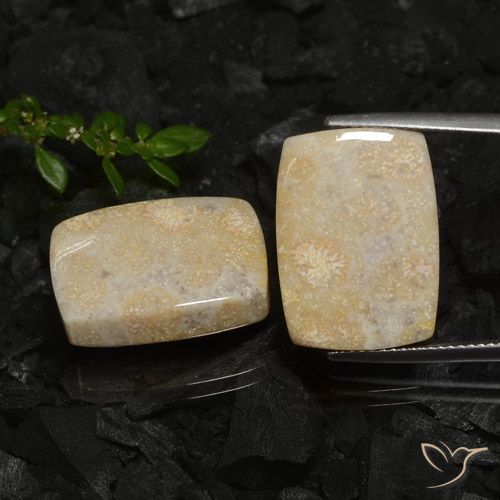 30.12ctw 天然 彩色 珊瑚化石, 软垫, 不透明