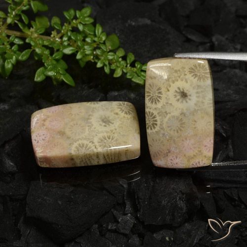 30.12ctw 天然 彩色 珊瑚化石, 软垫, 不透明