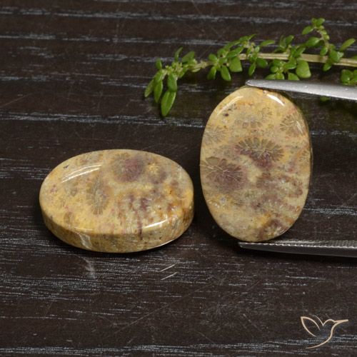 30.50ctw 天然 彩色 珊瑚化石, 椭圆形, 不透明