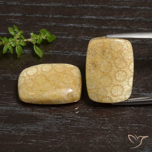 27.20ctw 天然 彩色 珊瑚化石, 软垫, 不透明
