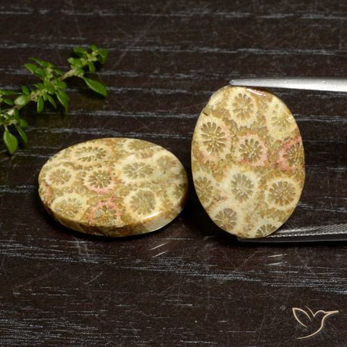 27.12克拉天然珊瑚化石，椭圆形，不透明