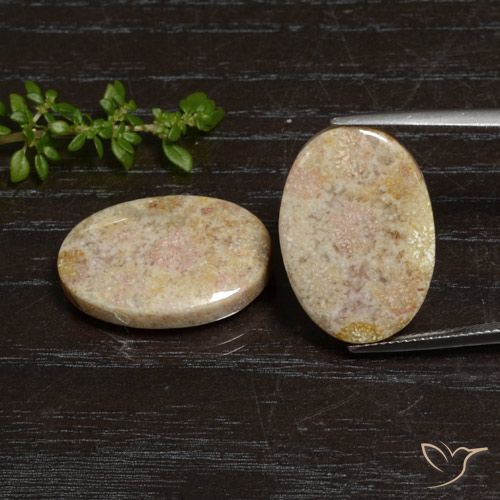 29.83ctw 天然 彩色 珊瑚化石, 椭圆形, 不透明
