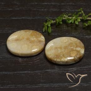 33.11克拉天然珊瑚化石，椭圆形，不透明