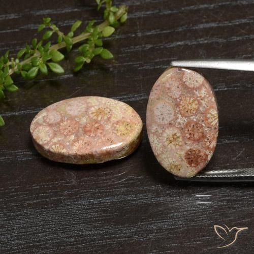20.28ctw 天然 彩色 珊瑚化石, 椭圆形, 不透明