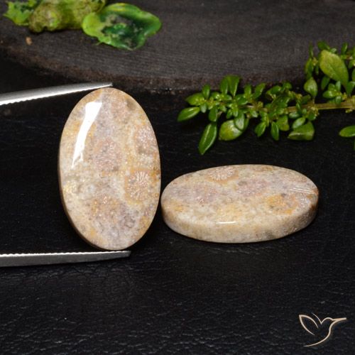 34.13ctw 天然 彩色 珊瑚化石, 椭圆形, 不透明