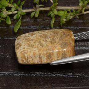 13.48克拉天然珊瑚化石，垫形剪裁，不透明