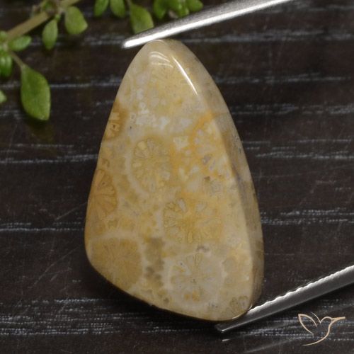 12.04ct 天然 彩色 珊瑚化石, 花式切割, 不透明