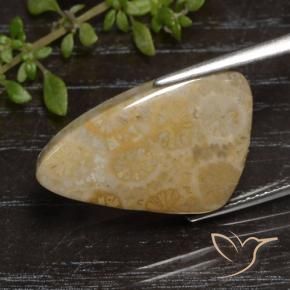 12.04克拉天然珊瑚化石，花式切割，不透明