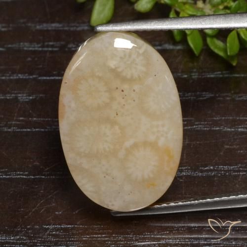12.95ct 天然 彩色 珊瑚化石, 椭圆形, 不透明