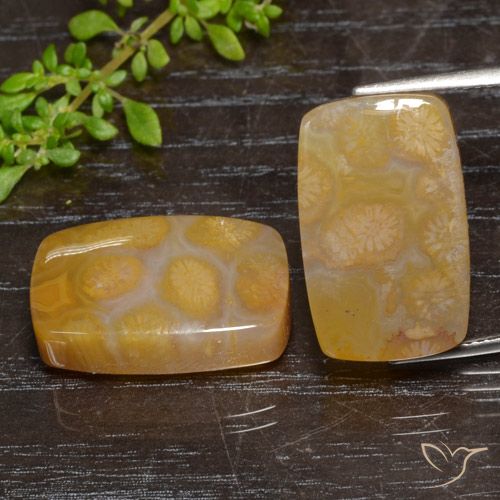 29.95ctw 天然 彩色 珊瑚化石, 软垫, 半透明