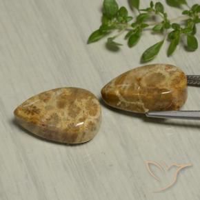 19.54克拉天然珊瑚化石，梨形，不透明