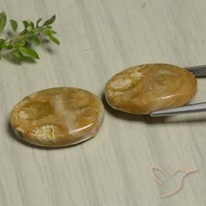 22.07克拉天然珊瑚化石，椭圆形，不透明