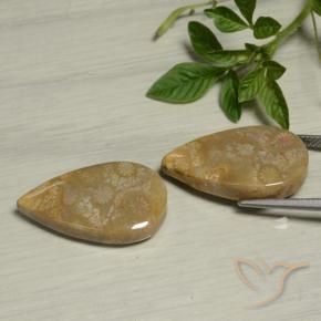 27.09克拉天然珊瑚化石，梨形，不透明