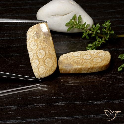 25.26ctw 天然 彩色 珊瑚化石, 花式切割, 不透明