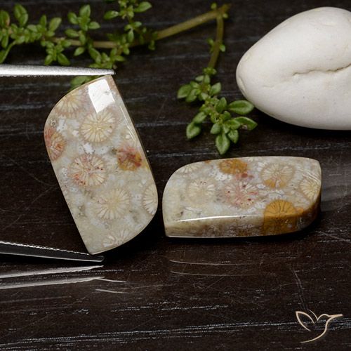 25.07ctw 天然 彩色 珊瑚化石, 花式切割, 不透明