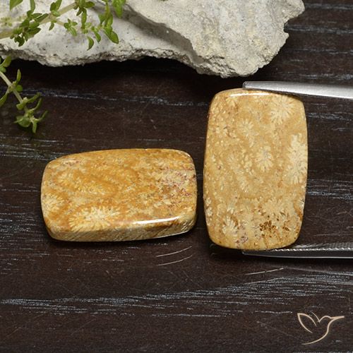 26.68ctw 天然 彩色 珊瑚化石, 软垫, 不透明