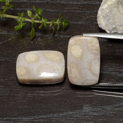 25.01克拉天然珊瑚化石，垫形剪裁，不透明