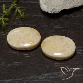 20.54克拉天然珊瑚化石，椭圆形，不透明