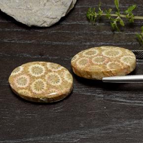 29.50克拉天然化石珊瑚，椭圆形切割，不透明