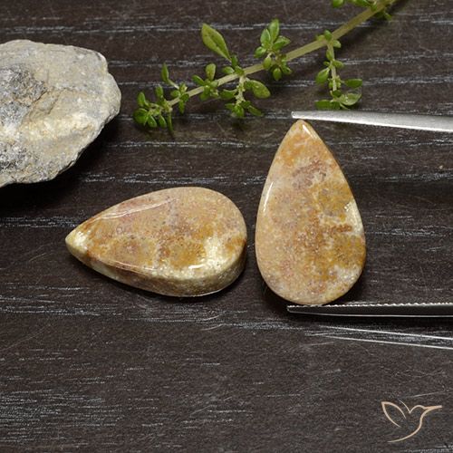 25.11克拉天然珊瑚化石，梨形，不透明