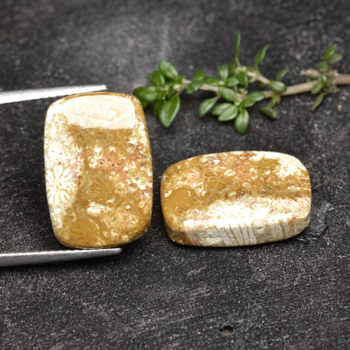 16.41克拉天然化石珊瑚，垫形剪裁，不透明