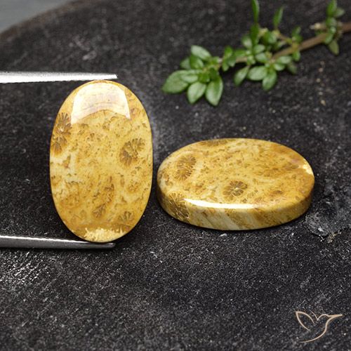 19.91ctw 天然 彩色 珊瑚化石, 椭圆形, 不透明
