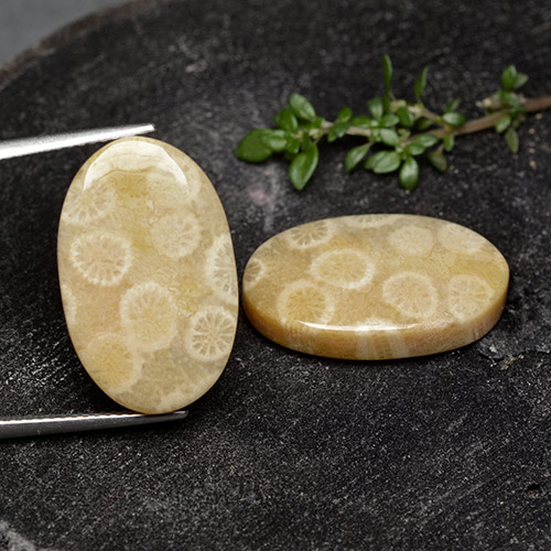 24.38克拉天然珊瑚化石，椭圆形切割，不透明