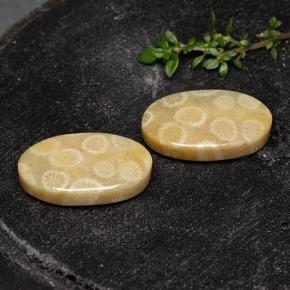 24.38克拉天然珊瑚化石，椭圆形切割，不透明