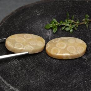 24.38克拉天然珊瑚化石，椭圆形切割，不透明